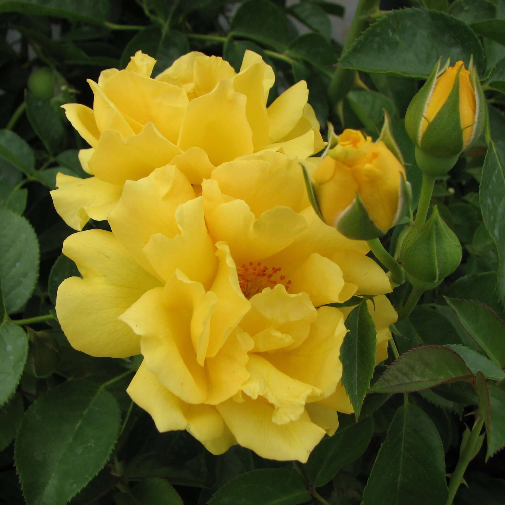 Julia Child Rose Plants Express