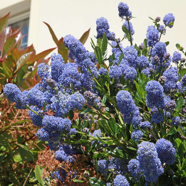 Julia-Phelps-California-Lilac-