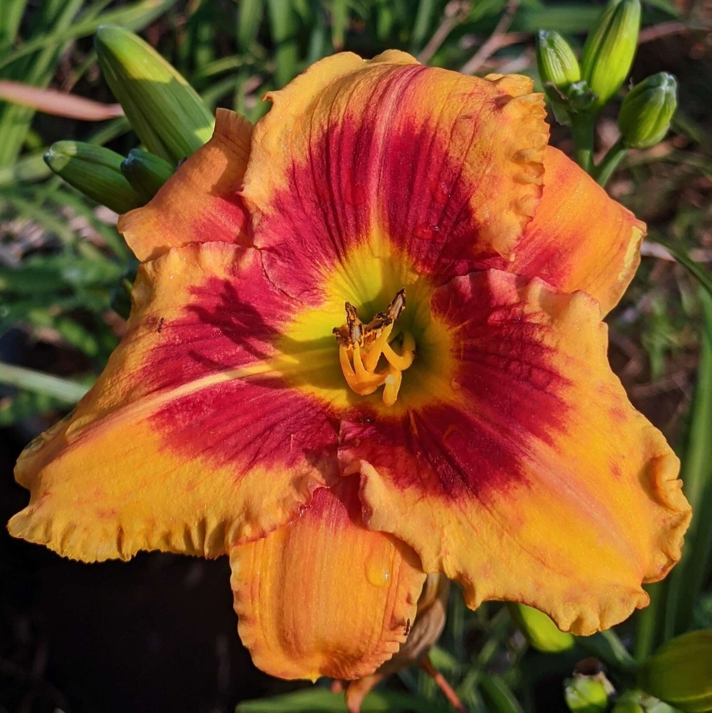 Hemerocallis Kabuki Sunset Daylily (8027754103039)