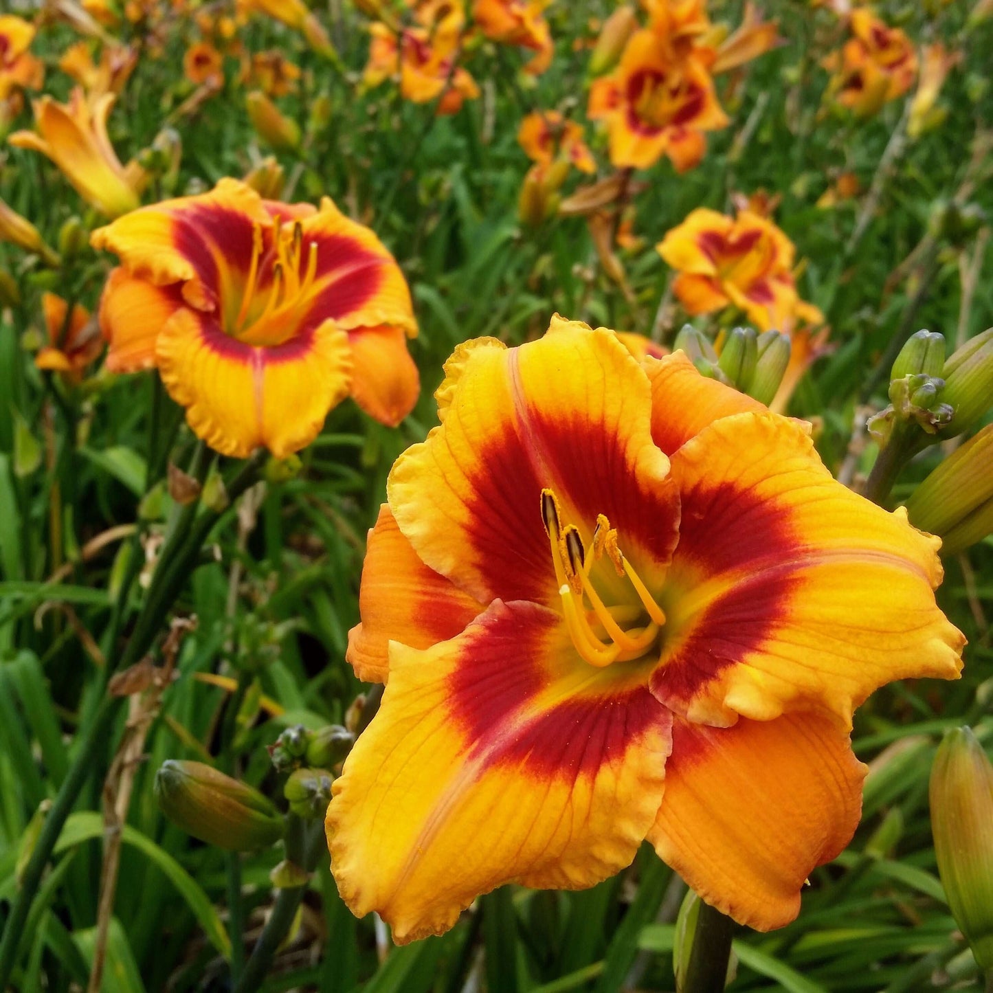 Hemerocallis Kabuki Sunset Daylily (8027754103039)