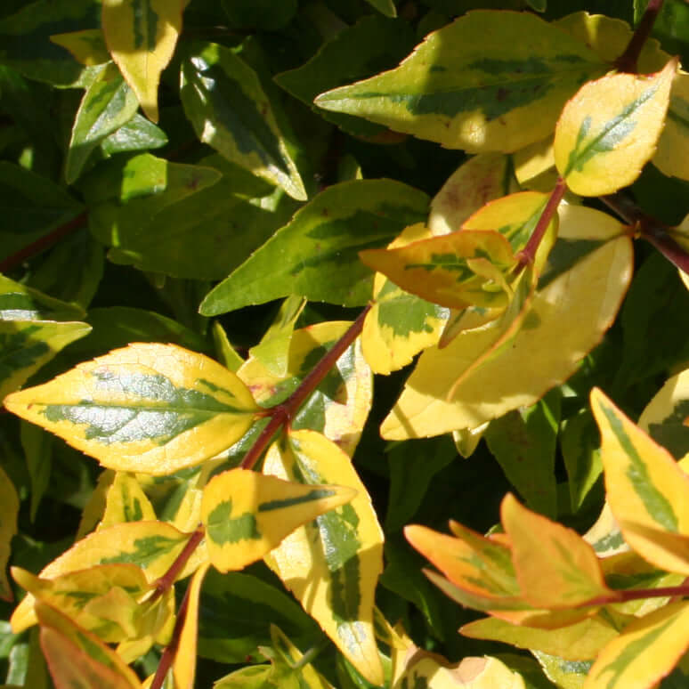 Kaleidoscope Variegated Abelia (7887361605887)