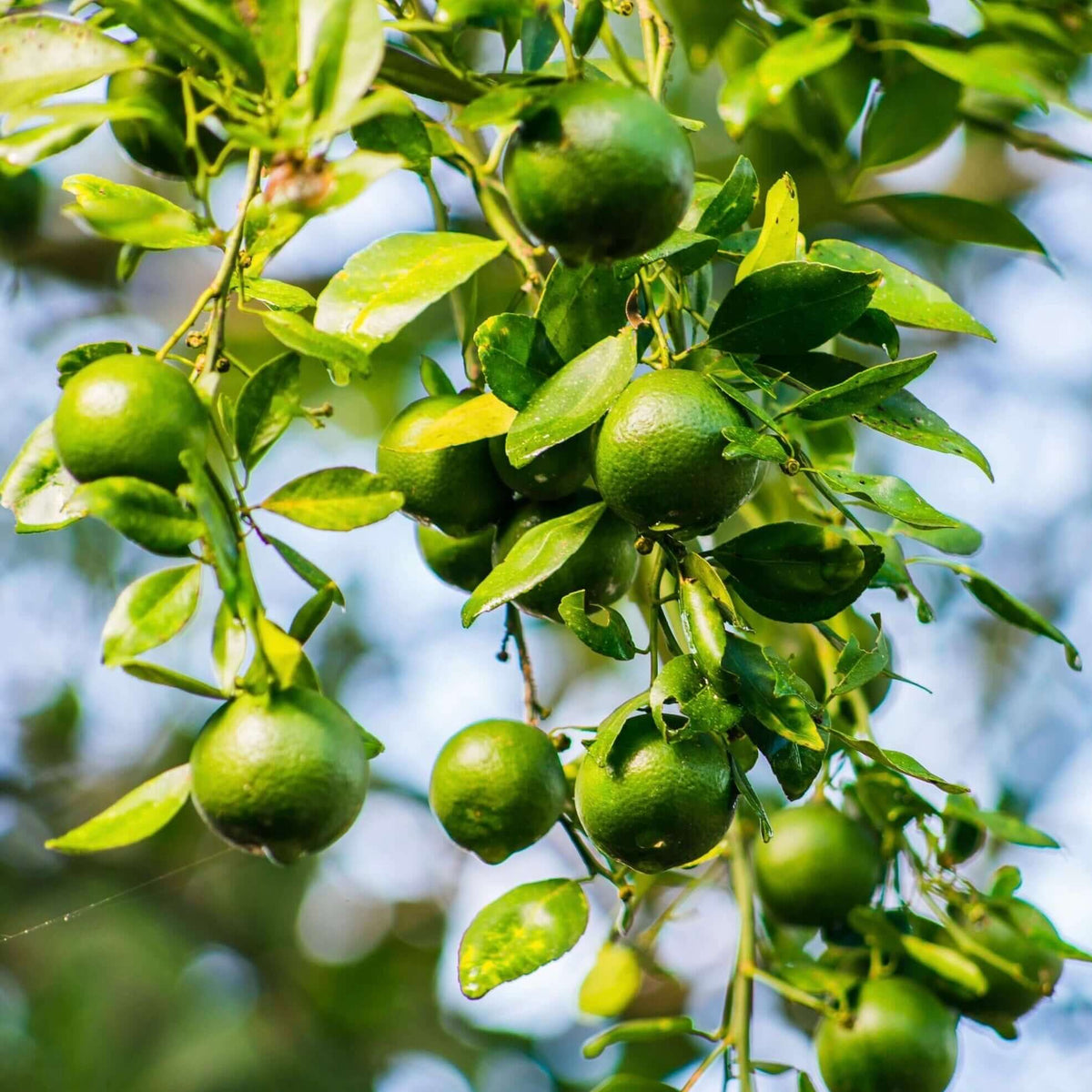 Lime Trees for Sale | PlantsExpress.com – Plants Express