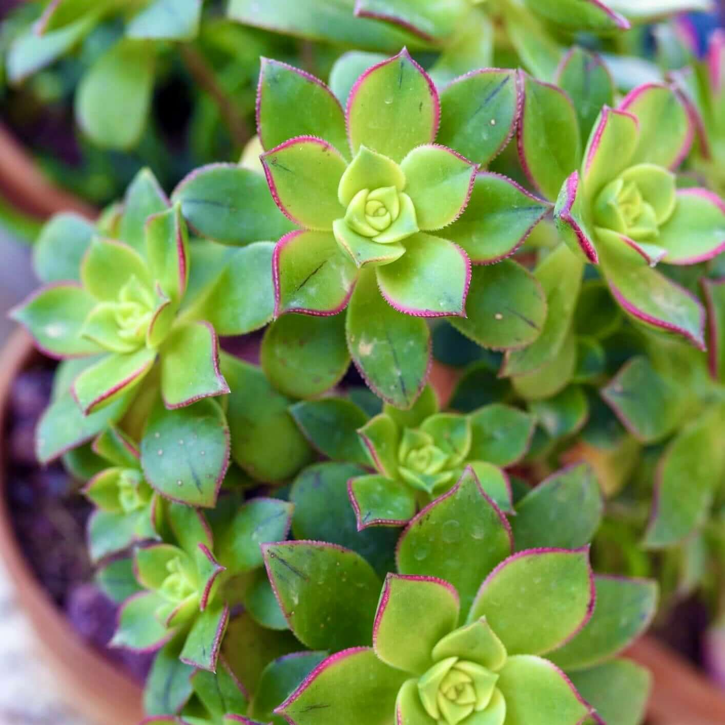 Kiwi Aeonium (7889104765183)