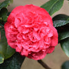 Kramer's Supreme Camellia