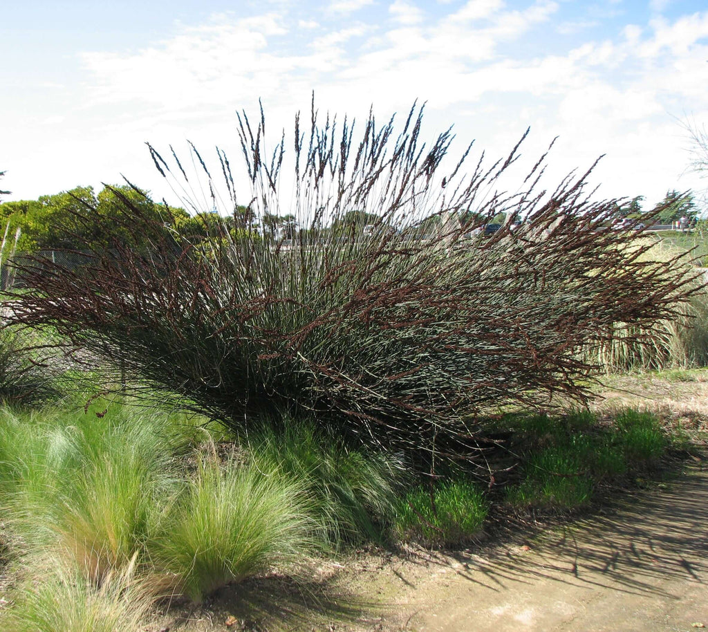 Large Cape Rush Planted Landscape Mature Size