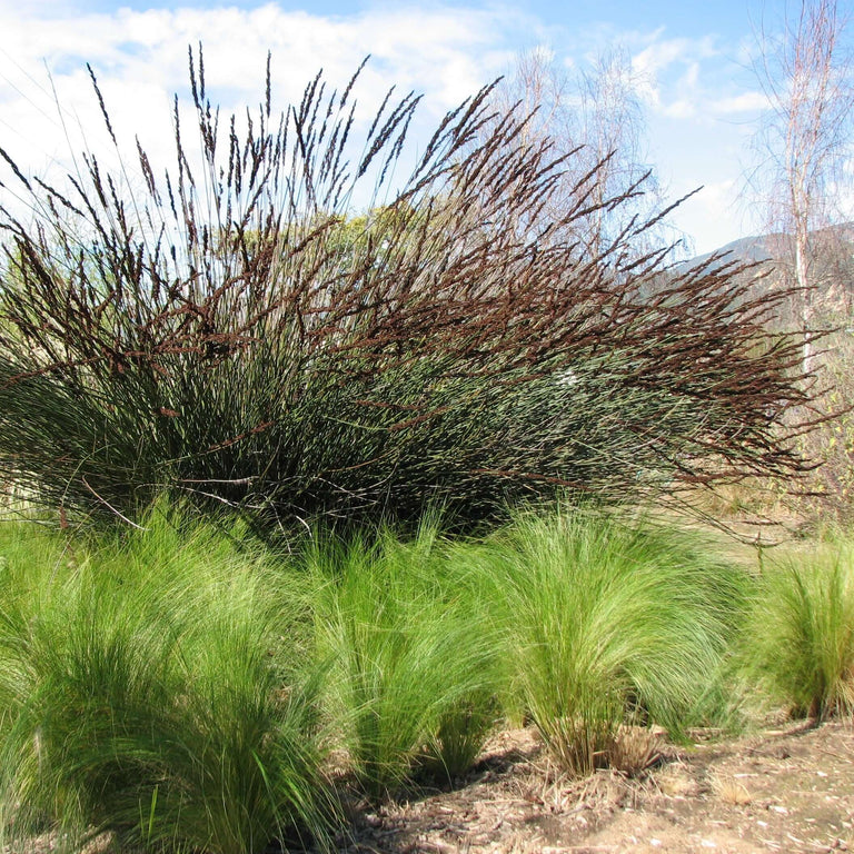 Large Cape Rush (Chondropetalum elephantinum) – Plants Express
