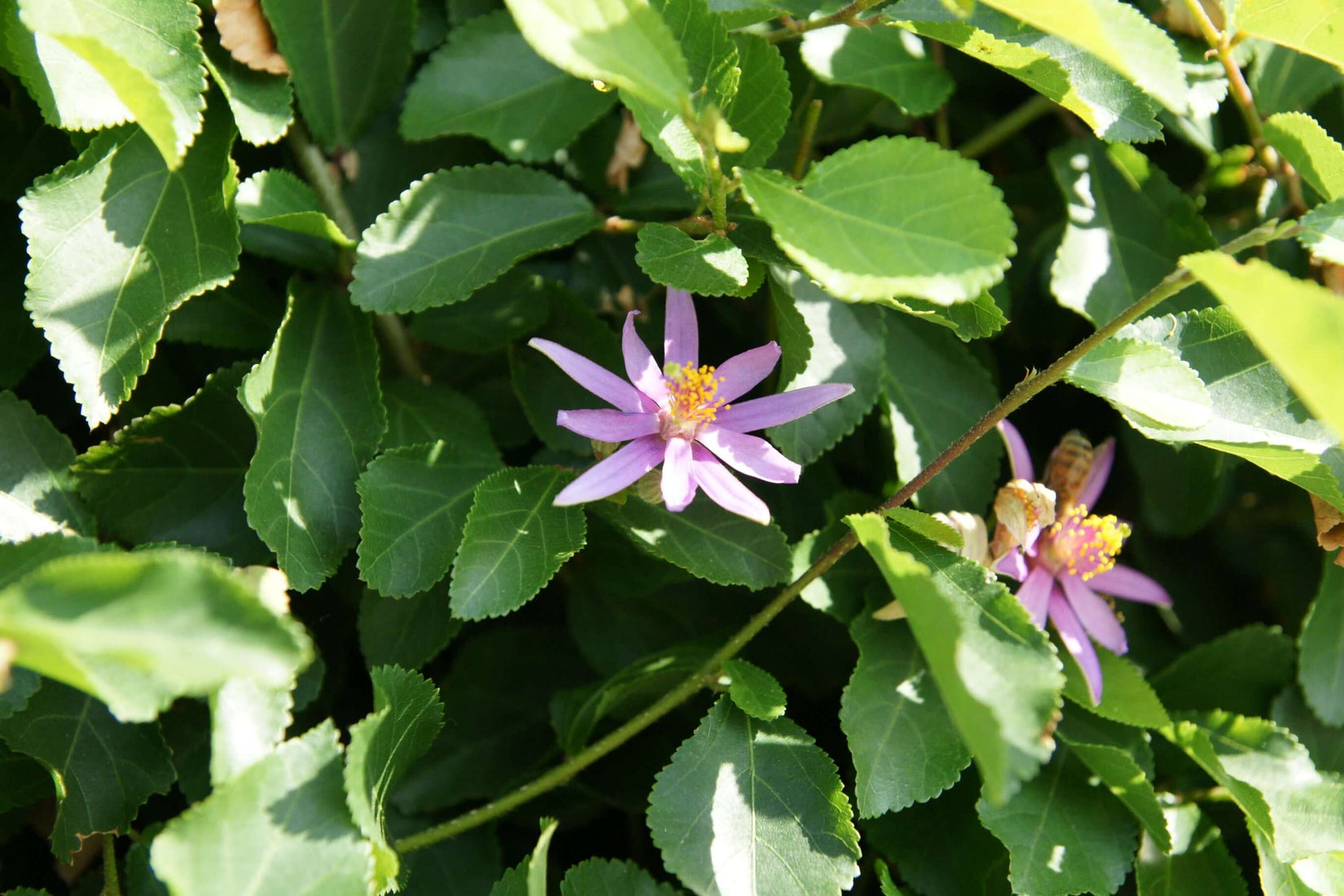 Lavender Star Flower (Grewia occidentalis Staked) β Plants Express