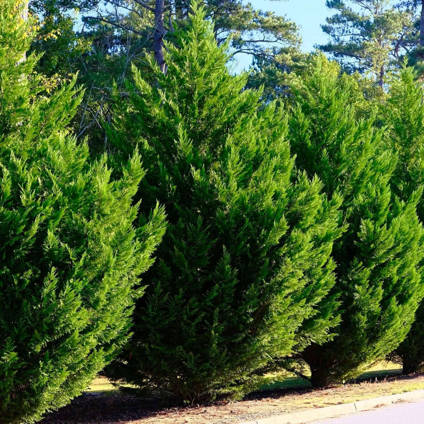 Leyland Cypress (7823949889791)