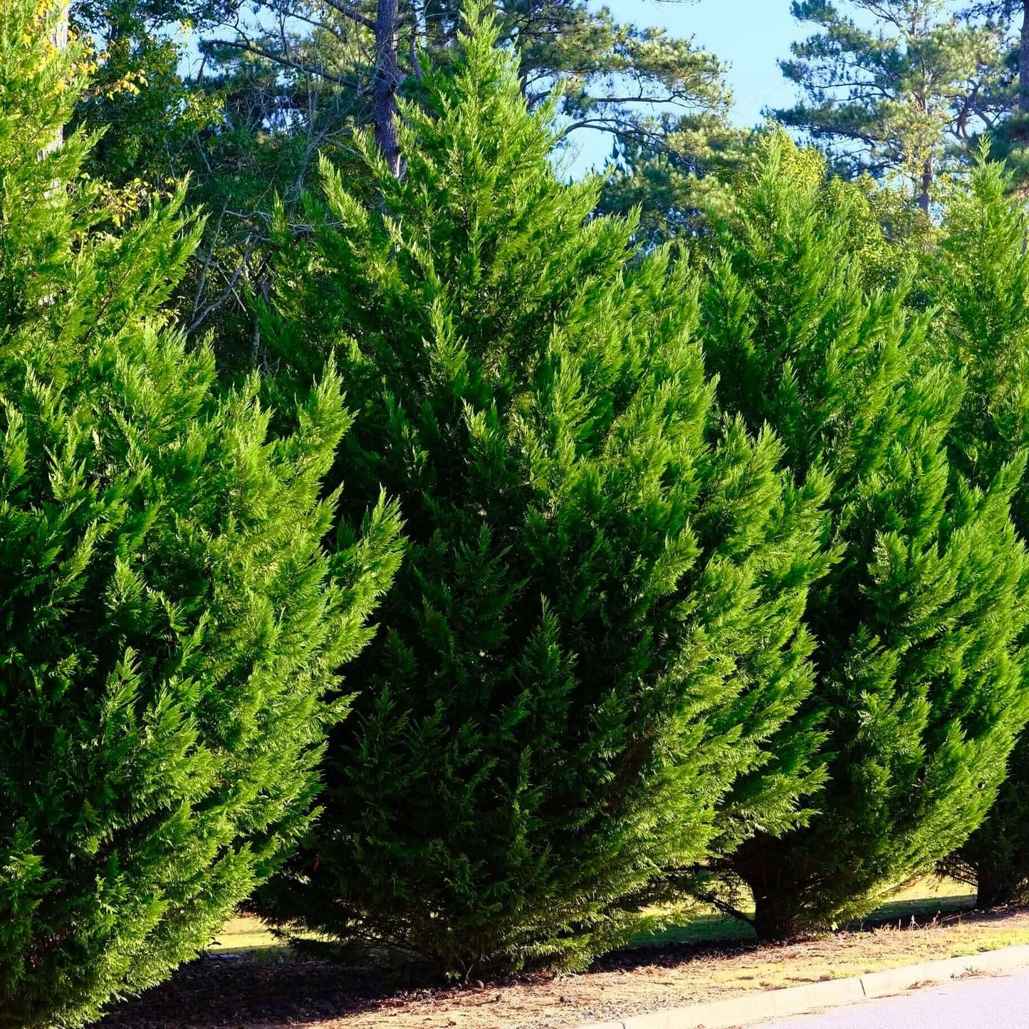 Buy Leyland Cypress Tree for Your Garden