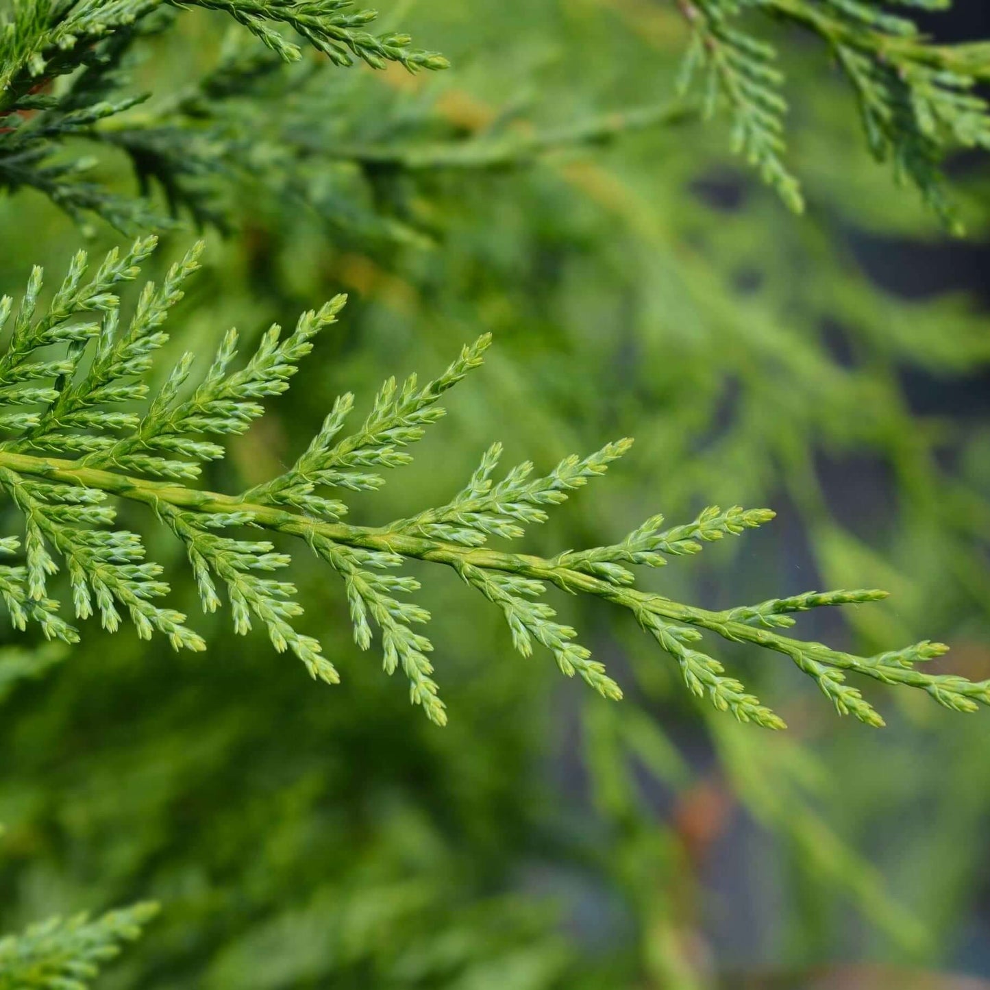 Leyland Cypress (7823949889791)