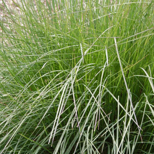 Drought Tolerant Grasses & Bamboos
