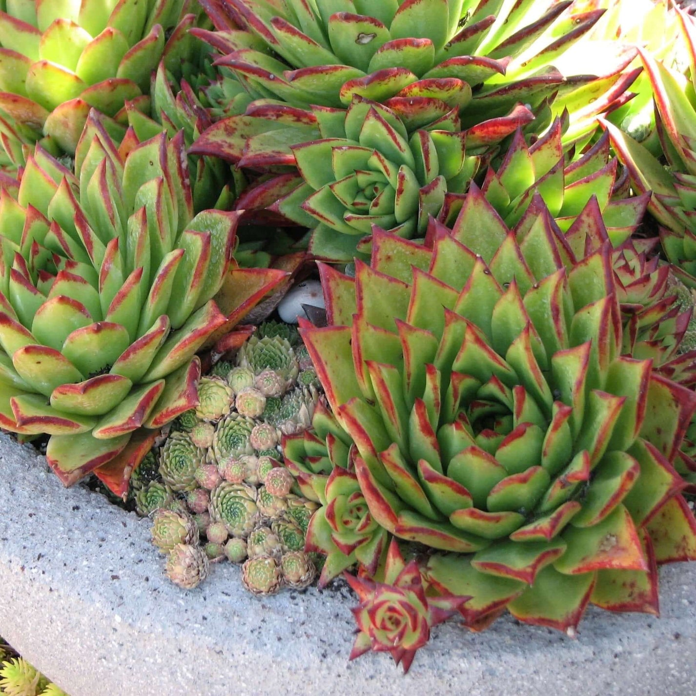 Lipstick Echeveria Plants Express