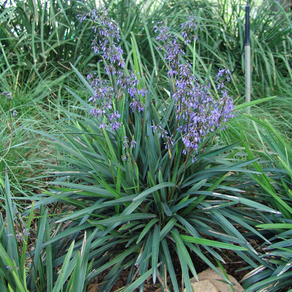 Little Becca Flax Lily (7901222928639)