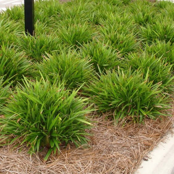 Little Becca Flax Lily (7901222928639)