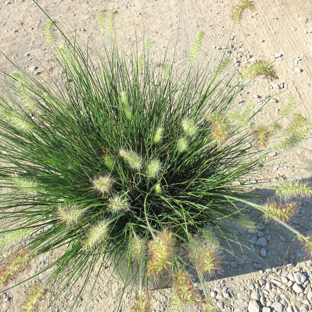 Fluffy Rabbit Grass Dwarf Fountain Grass Little Bunny