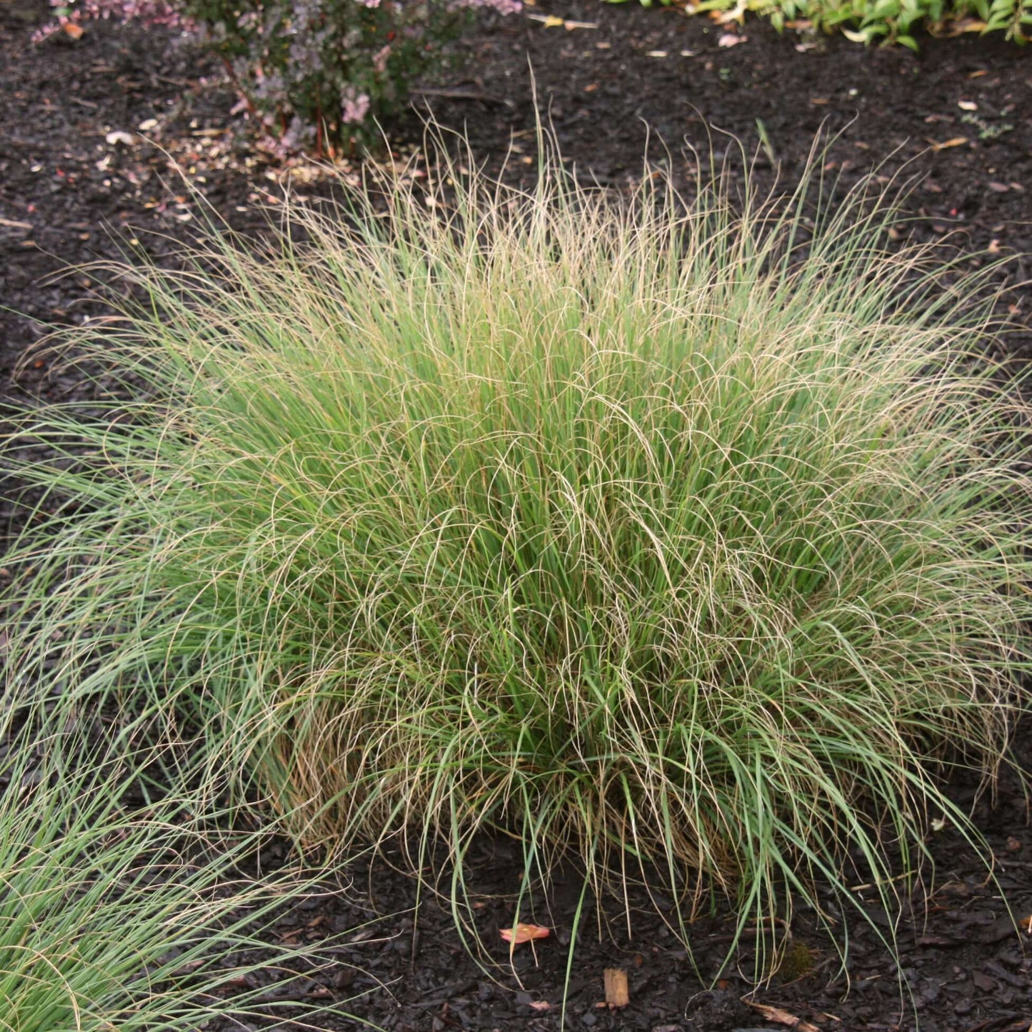 Pennisetum alopecuroides 'Little Bunny' (Cenchrus) (7994782712063)