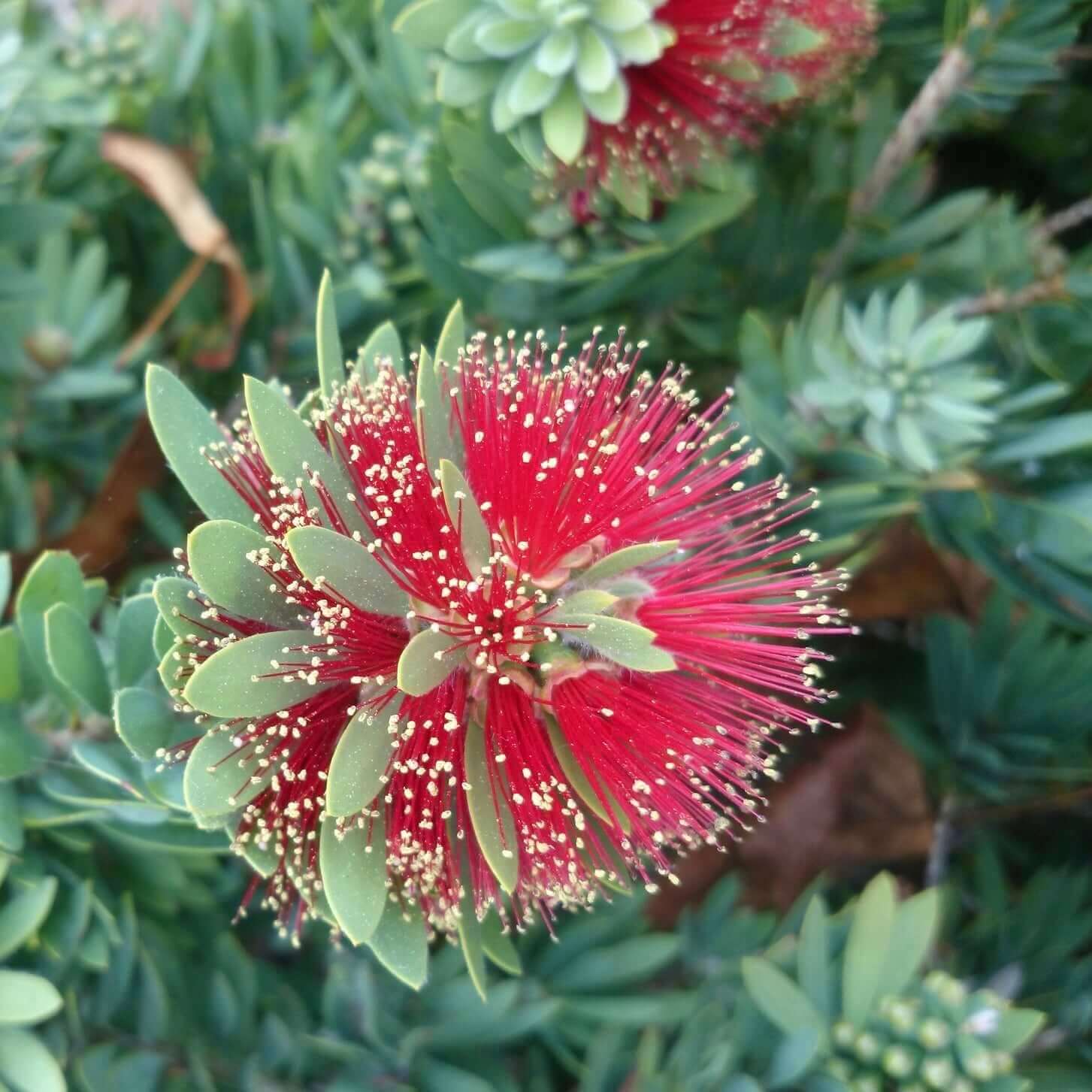 Little John Dwarf Bottlebrush (Callistemon 'Little John') – Plants Express