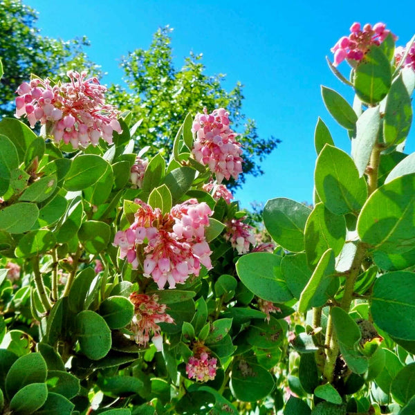 Manzanita – Plants Express