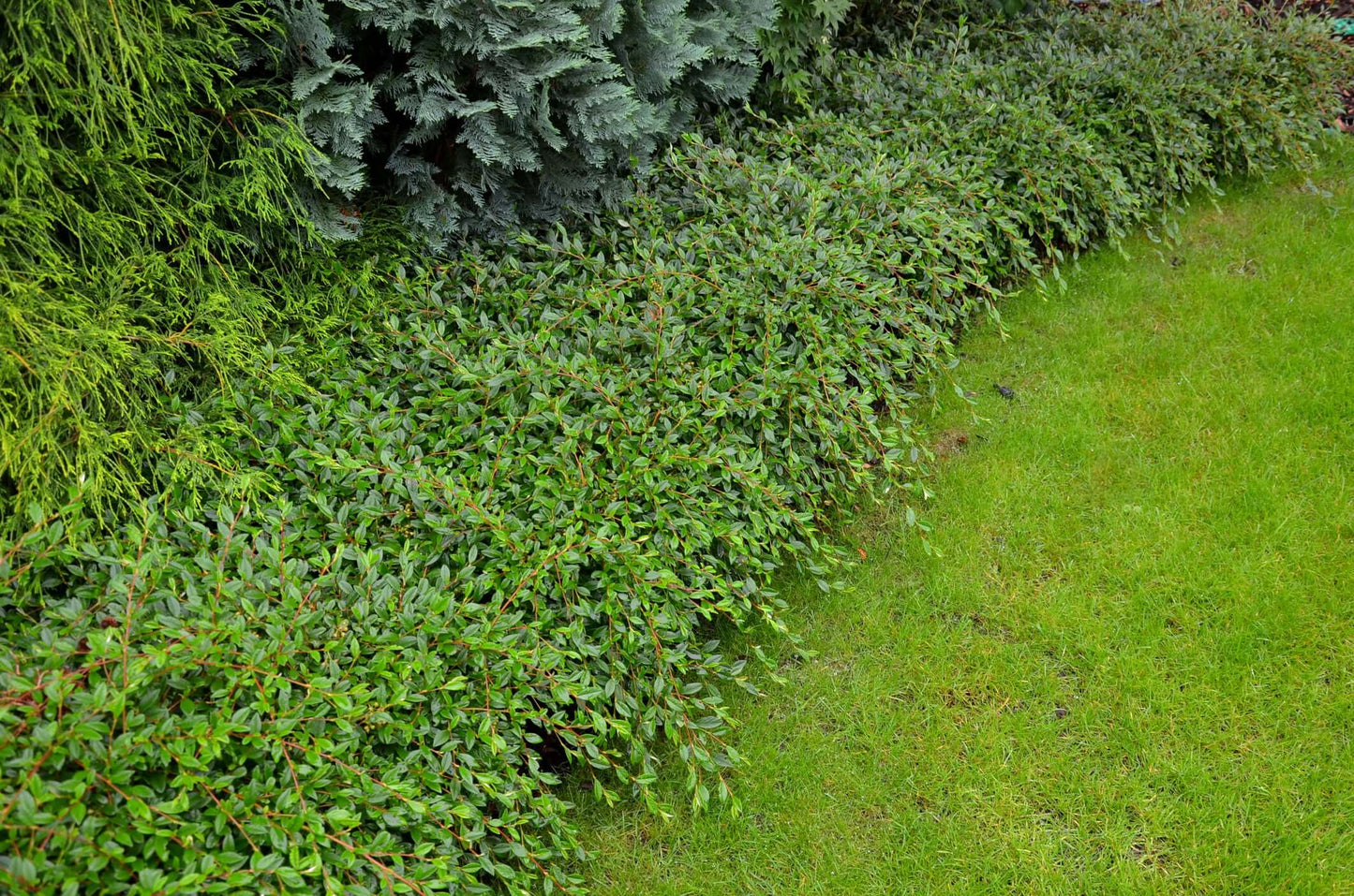 Lowfast Bearberry Cotoneaster (7901043261695)