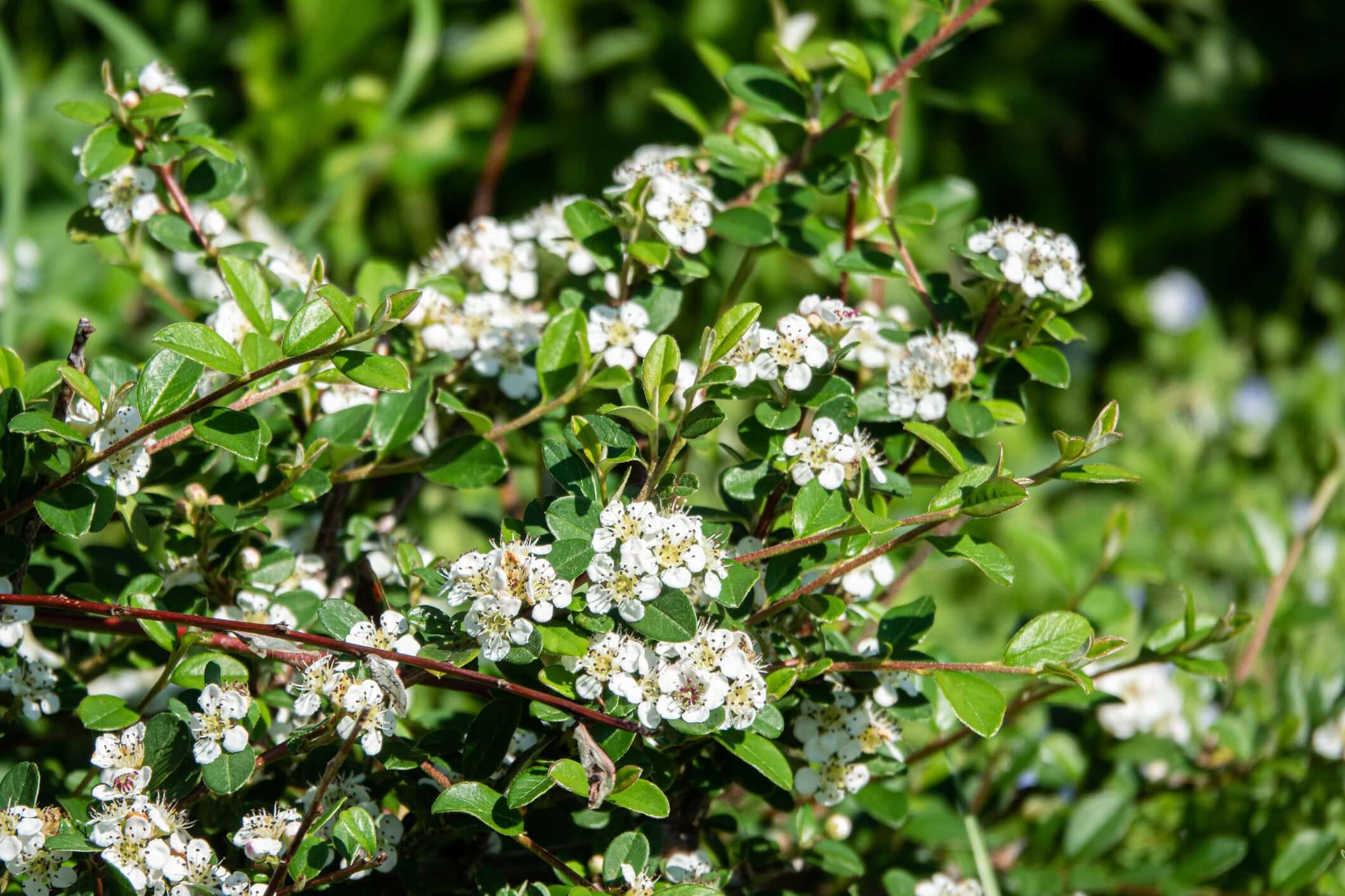 Lowfast Bearberry Cotoneaster | Plants Express