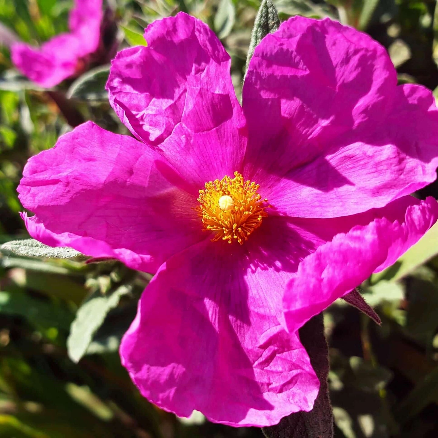 Magenta Rock Rose (7823949824255)