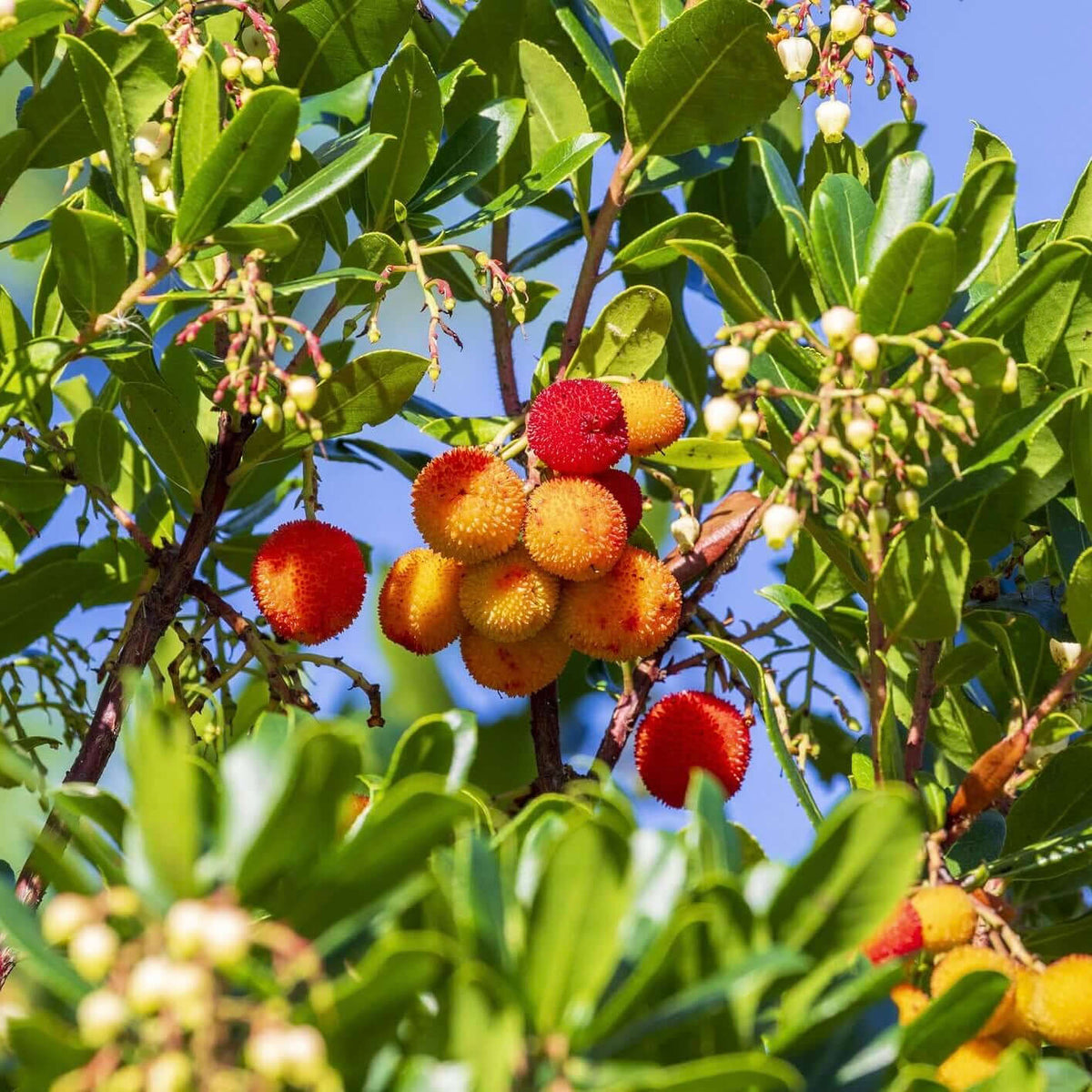 Strawverry Tree Images Of Strawberry Trees