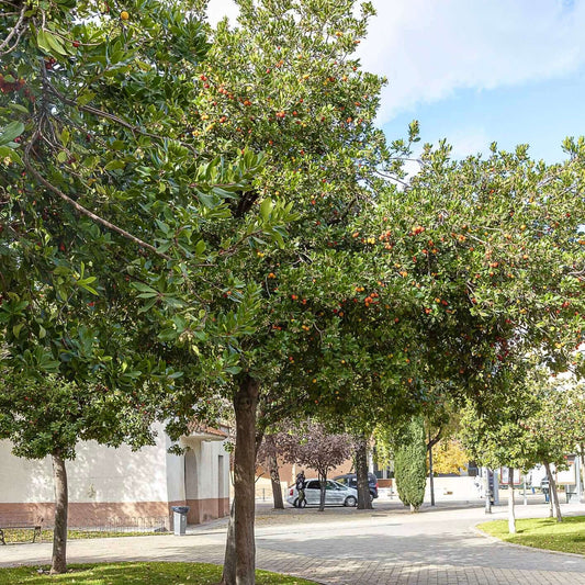 Evergreen Trees for Your California Yard - Plants Express