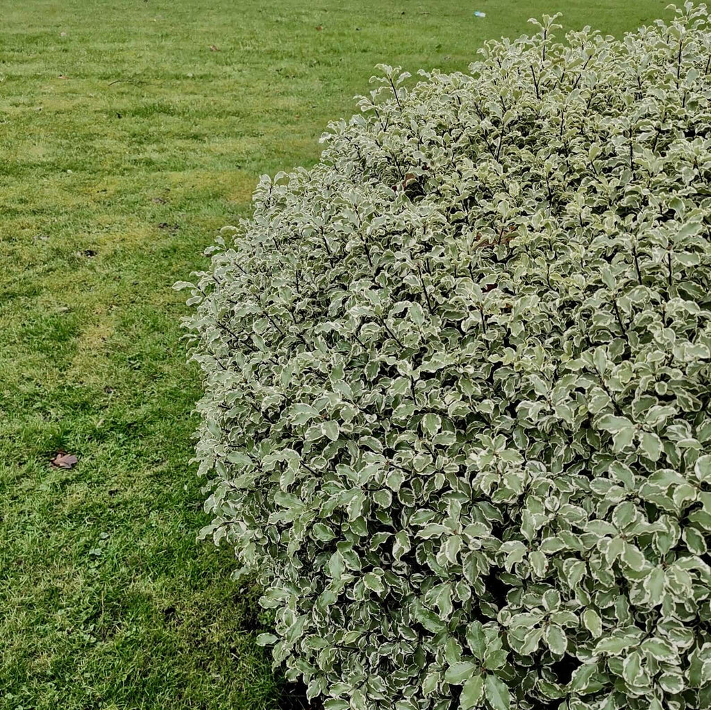 Marjorie Channon Kohuhu (7908059742463)