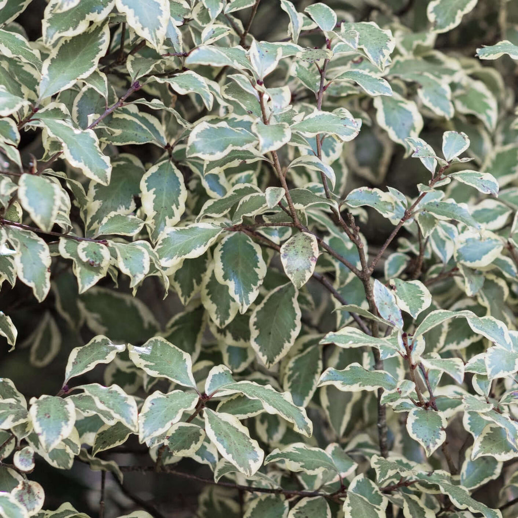 Marjorie Channon Kohuhu (7908059742463)