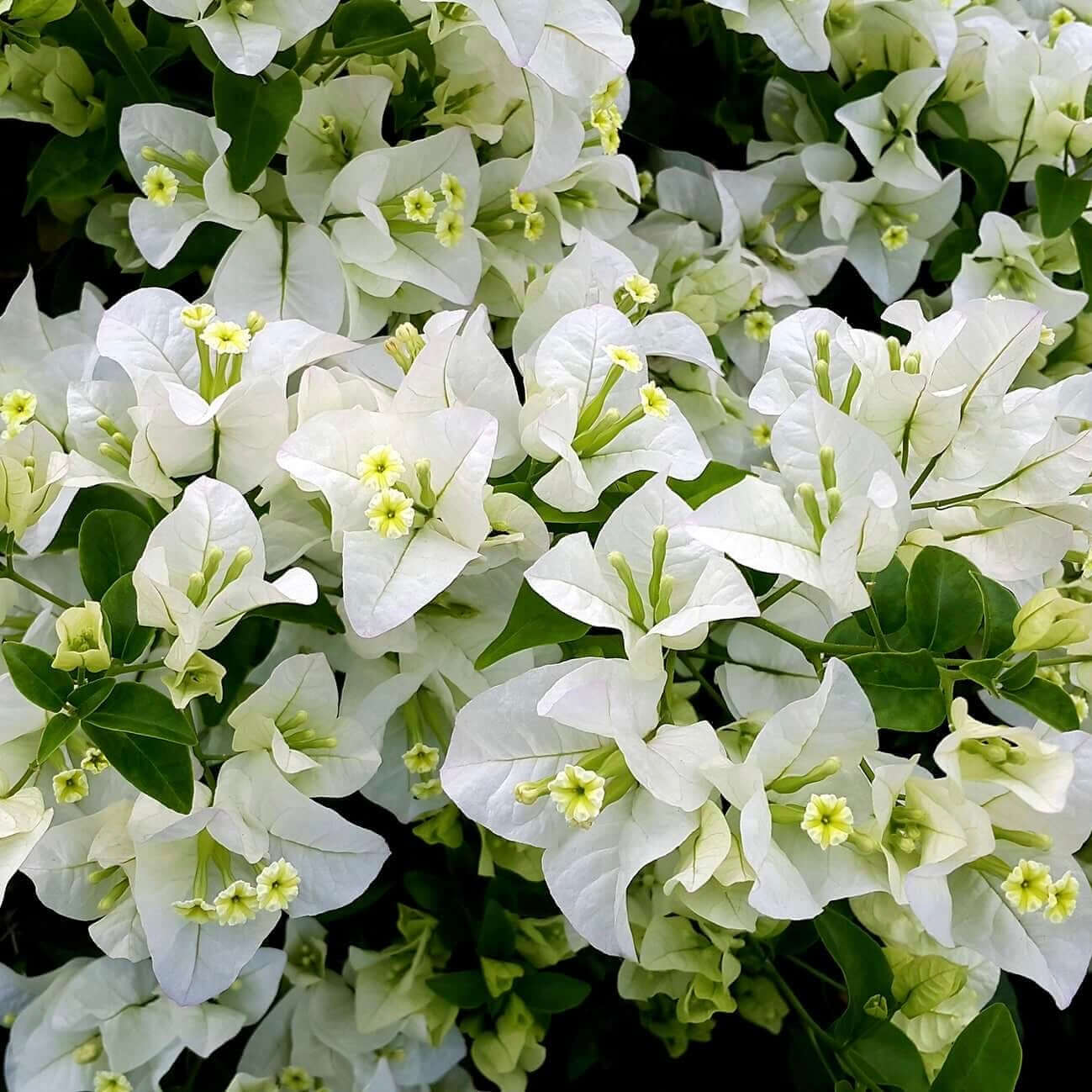 Mary Palmer's Enchantment Bougainvillea Staked (7863713726719)