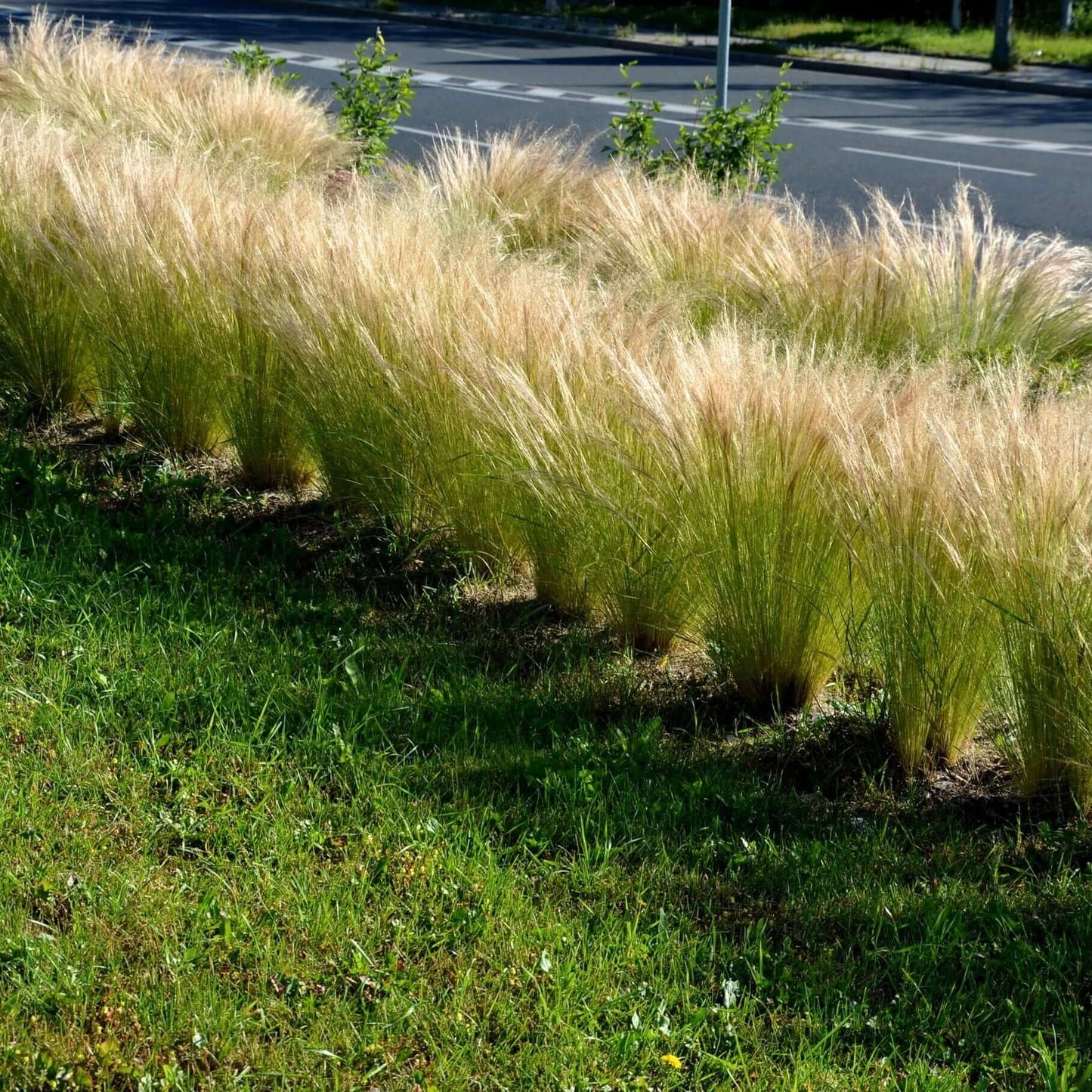 Mexican Feather Grass (7823954116863)