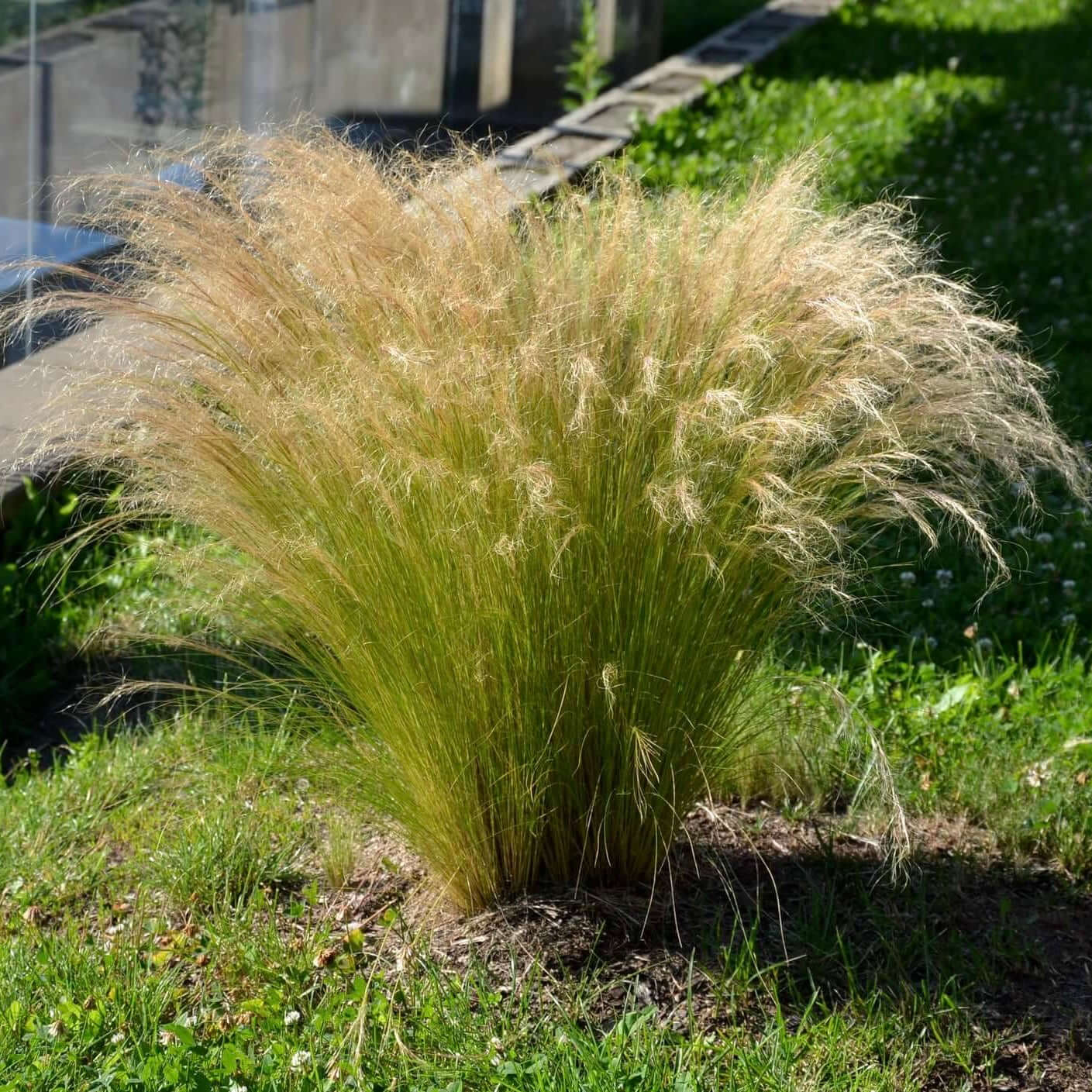 Pasto Ornamental Mexicano Nassella Tenuissima Mexican Feather Grass Pasto Ornamental Mexicano Nassella Tenuissima Mexican Feather Grass