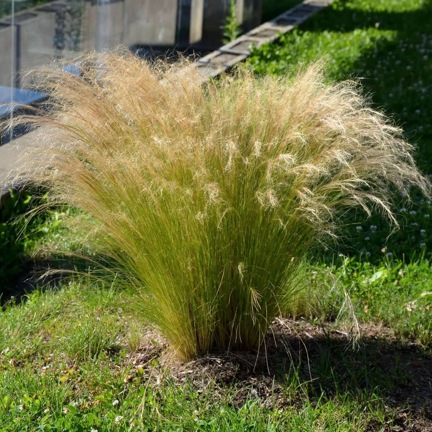 Mexican Feather Grass Seed