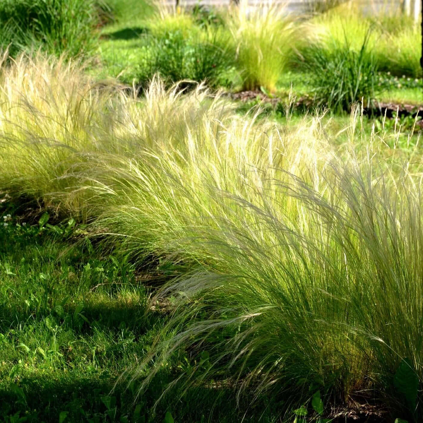 Mexican Feather Grass | Plants Express