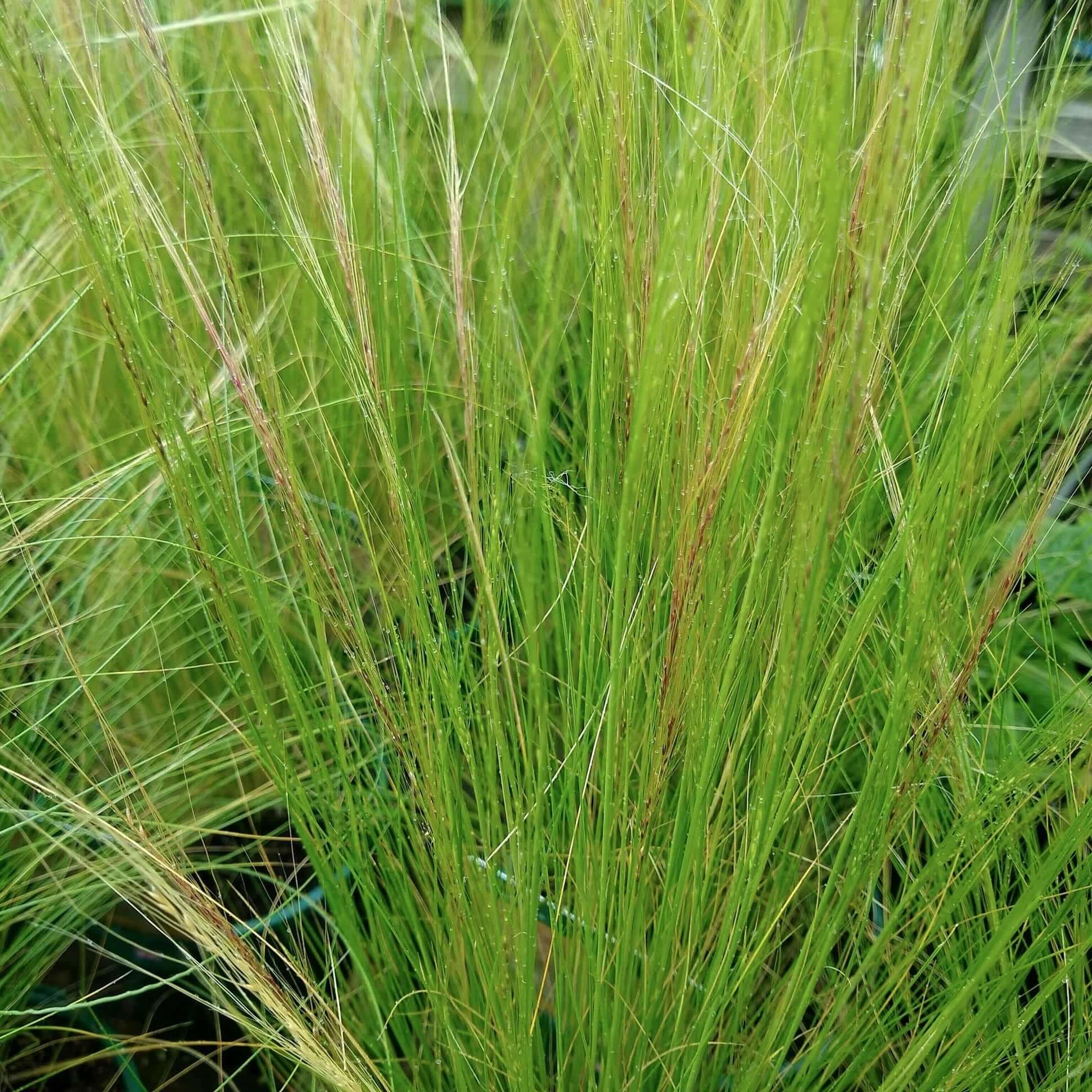 Mexican Feather Grass (7823954116863)