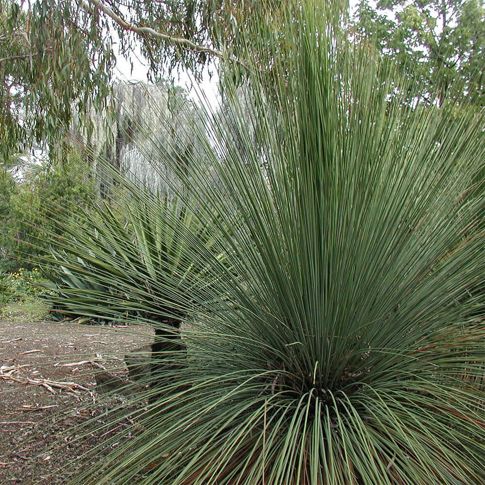 Mexican Grass Tree (7978826563839)
