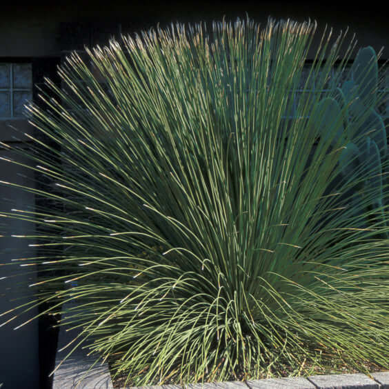 Mexican Grass Tree Planted Landscape 