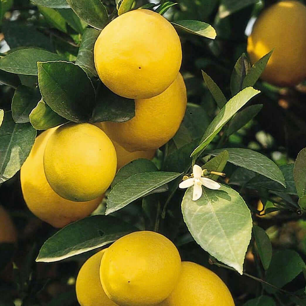 Lemon Types California Buy Meyer Lemon Trees | Plants Express