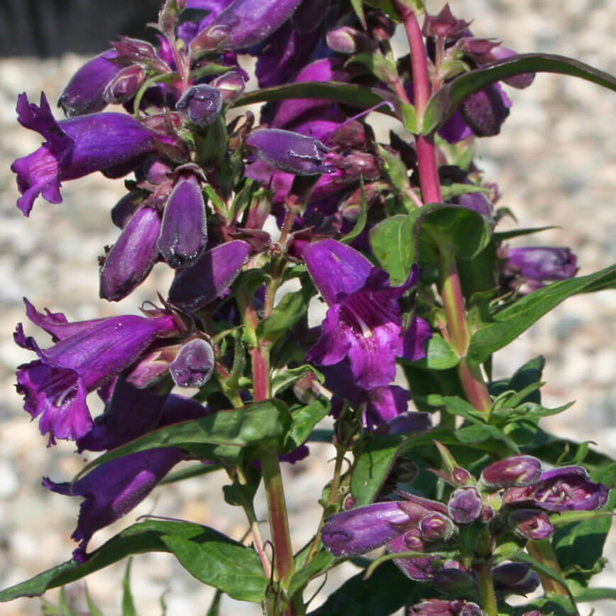 Penstemon Midnight (8008373043455)