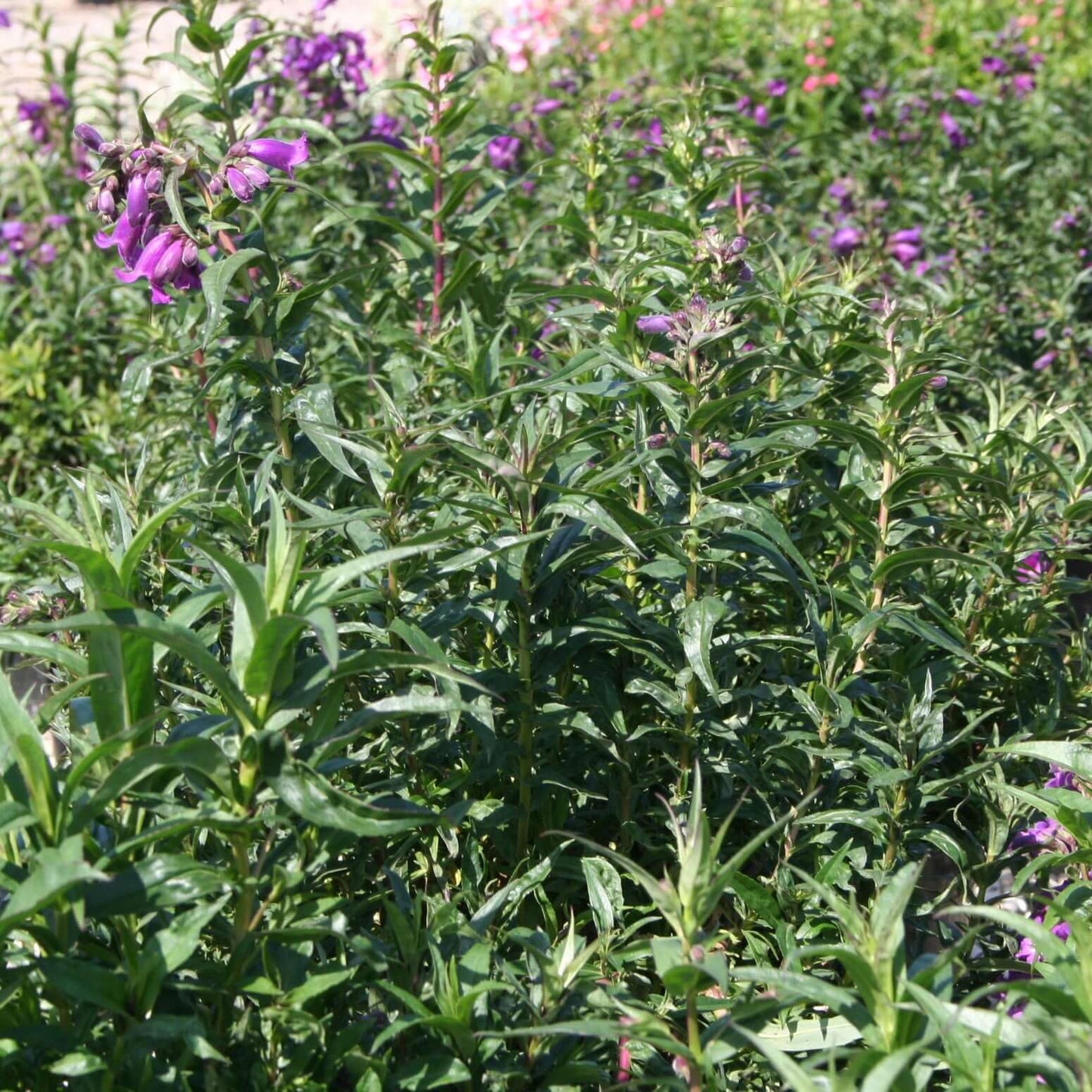 Penstemon Midnight (8008373043455)