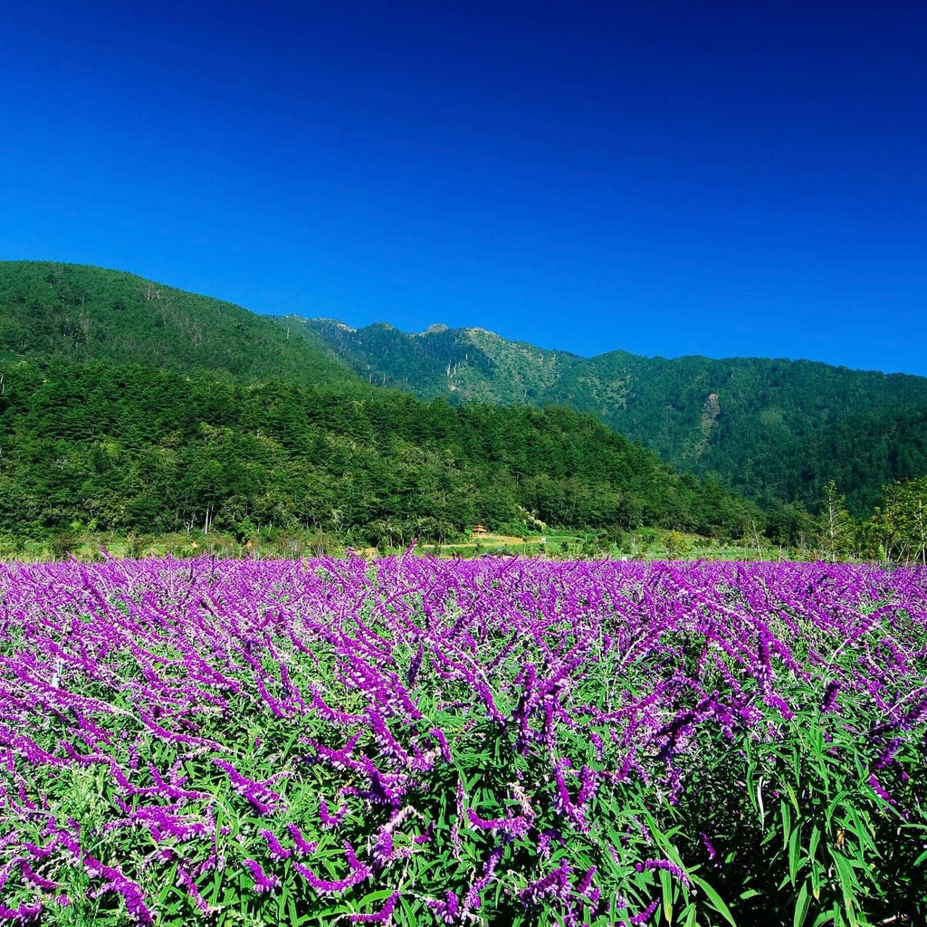 Salvia leucantha (7823953363199)