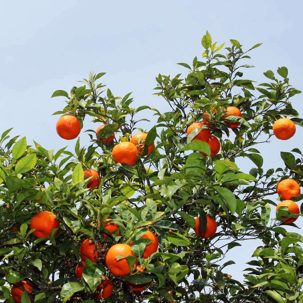 Minnelola Tangelo Tree (7863714218239)