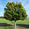 Minneola Tangelo Tree