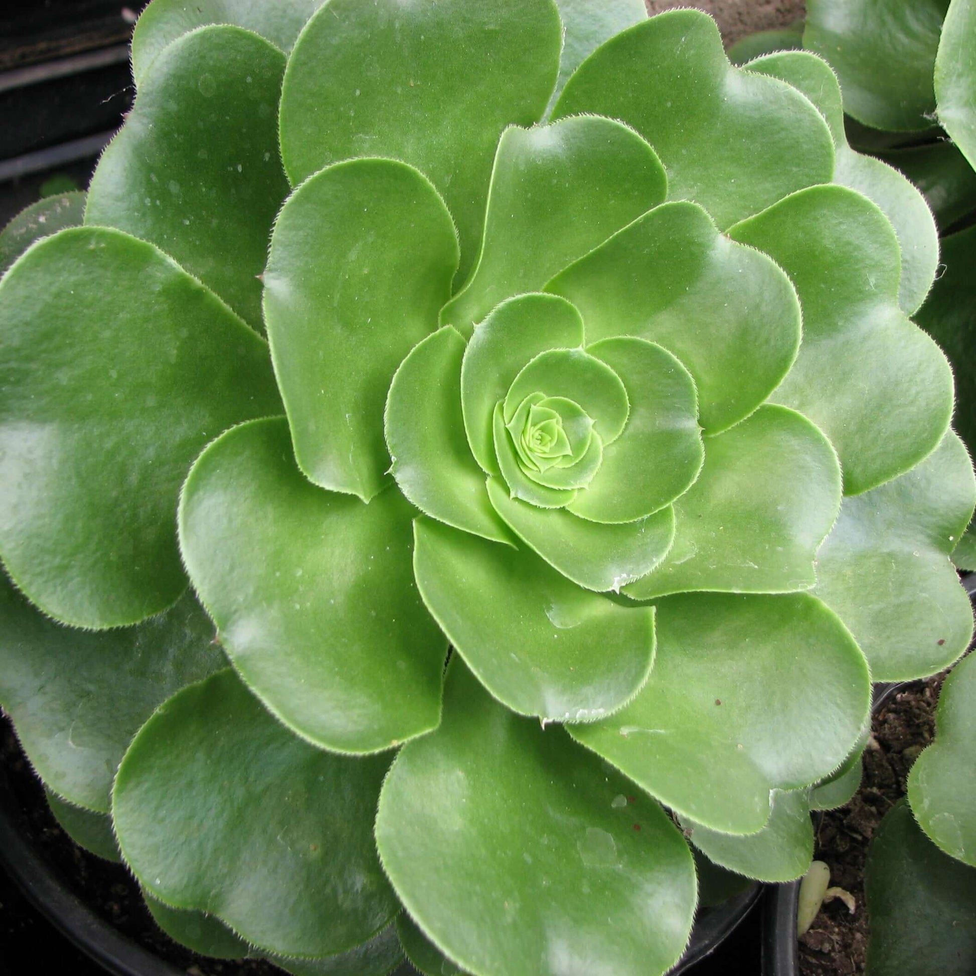 saucer plant succulent Mint Saucer Aeonium