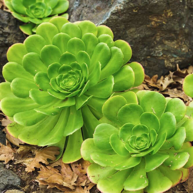 Mint Saucer Aeonium (7916131811583)