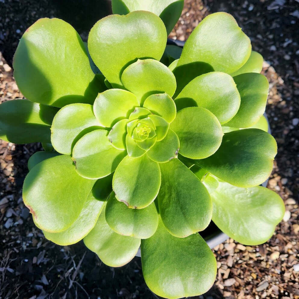 saucer plant succulent Mint Saucer Aeonium