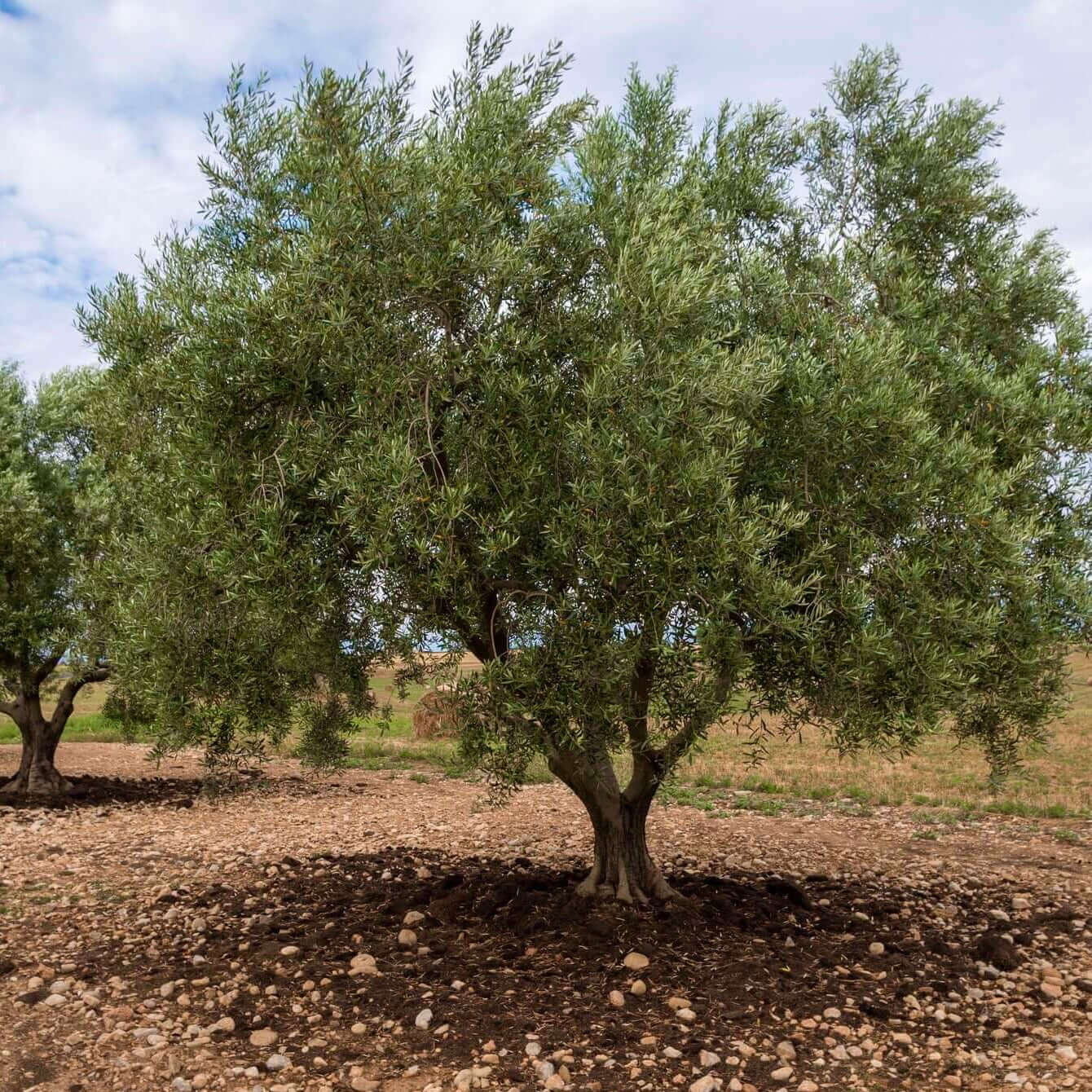 Mission Fruiting Olive Trees 