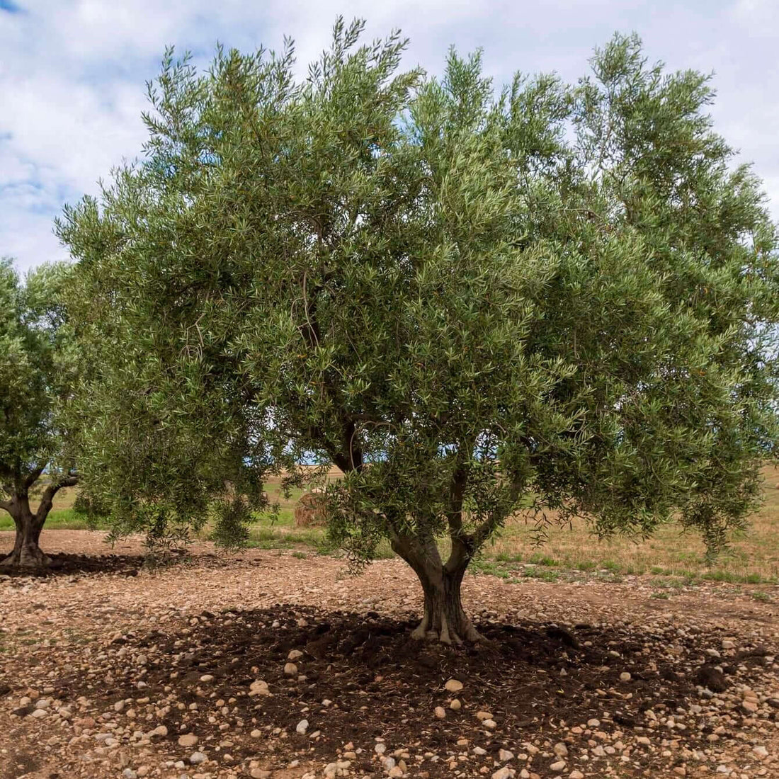 Mission Fruiting Olive Trees | Plants Express