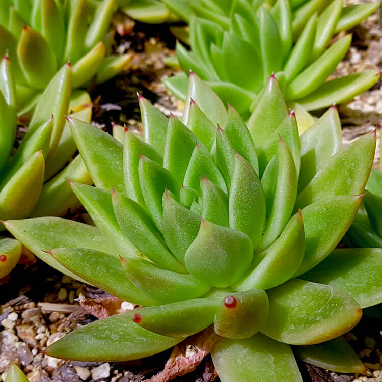 Molded Wax Green Echeveria (7912524120319)