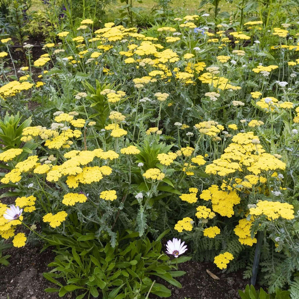 Moonshine Yarrow Natural Landscape Design Style Yellow Yarrow Flowers